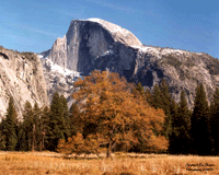 HalfDome_Tree