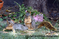 Squirrels (digital)