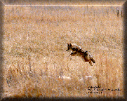 Yosemite Coyote
